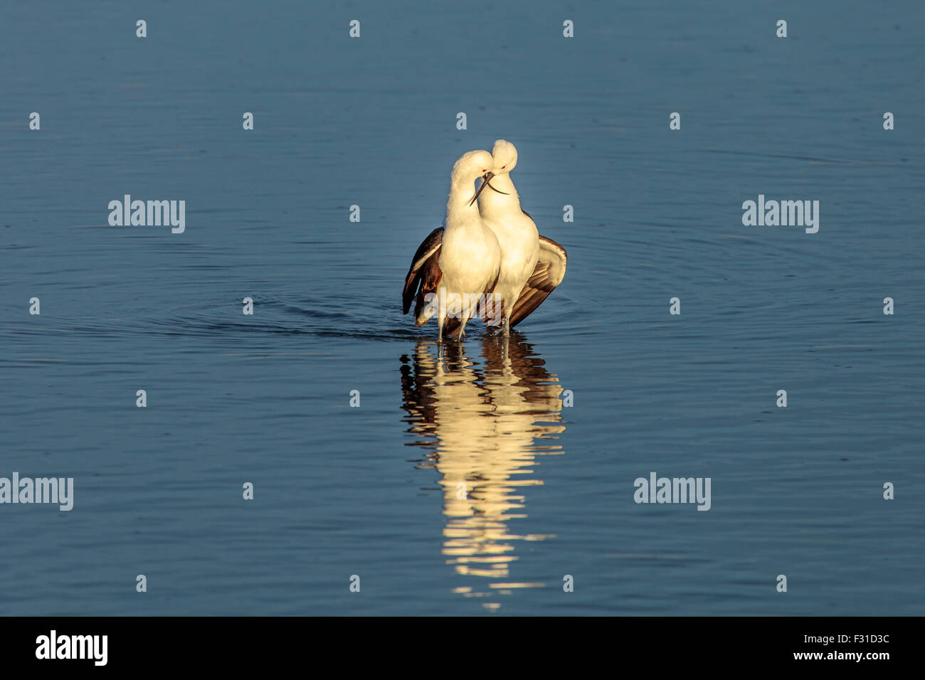 Avocette andina nella laguna Chaxa (Recurvirostra andina) Foto Stock