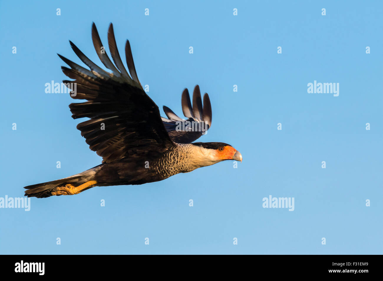 Caracara crestata settentrionale (Caracara plancus) volando, Galveston, Texas, Stati Uniti. Foto Stock