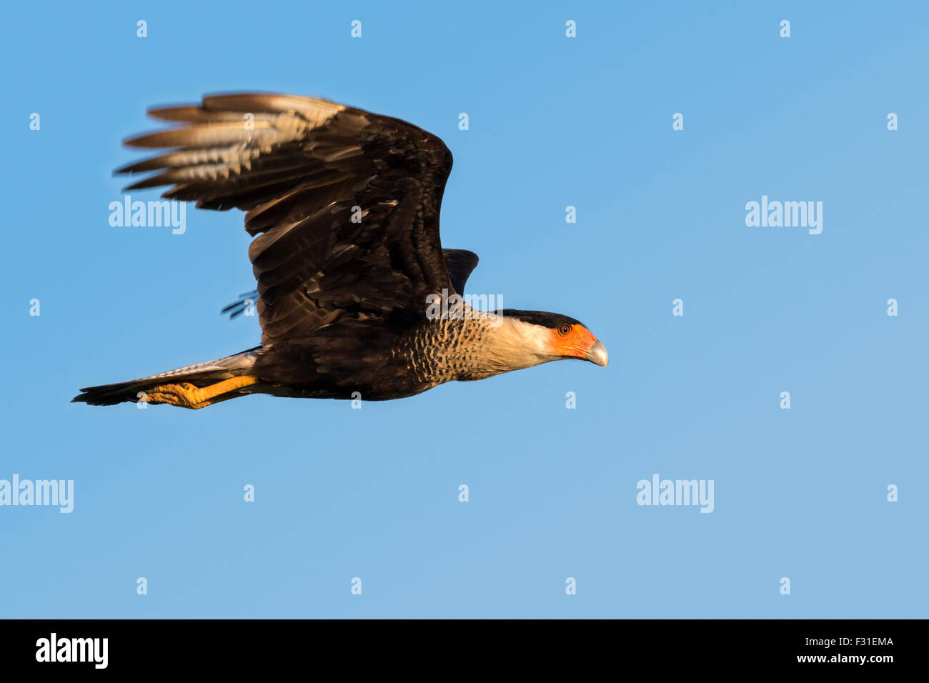 Caracara crestata settentrionale (Caracara plancus) volando, Galveston, Texas, Stati Uniti. Foto Stock