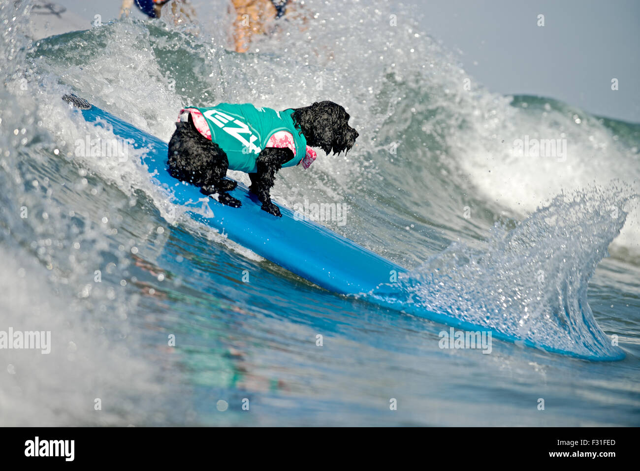Huntington Beach, California, Stati Uniti d'America. Il 27 settembre, 2015. Bit ogni tentativo conduce a un onda di successo cavalcato; questo cane sta per andare a fare una nuotata nell'oceano. I cani provenienti da tutto il mondo hit le onde da surf durante il Surf City Surf Dog ® surf concorso organizzato a Dog Beach in Huntington Beach, CA domenica 27 settembre, 2015. Credito: Benjamin Ginsberg/Alamy Live News Foto Stock