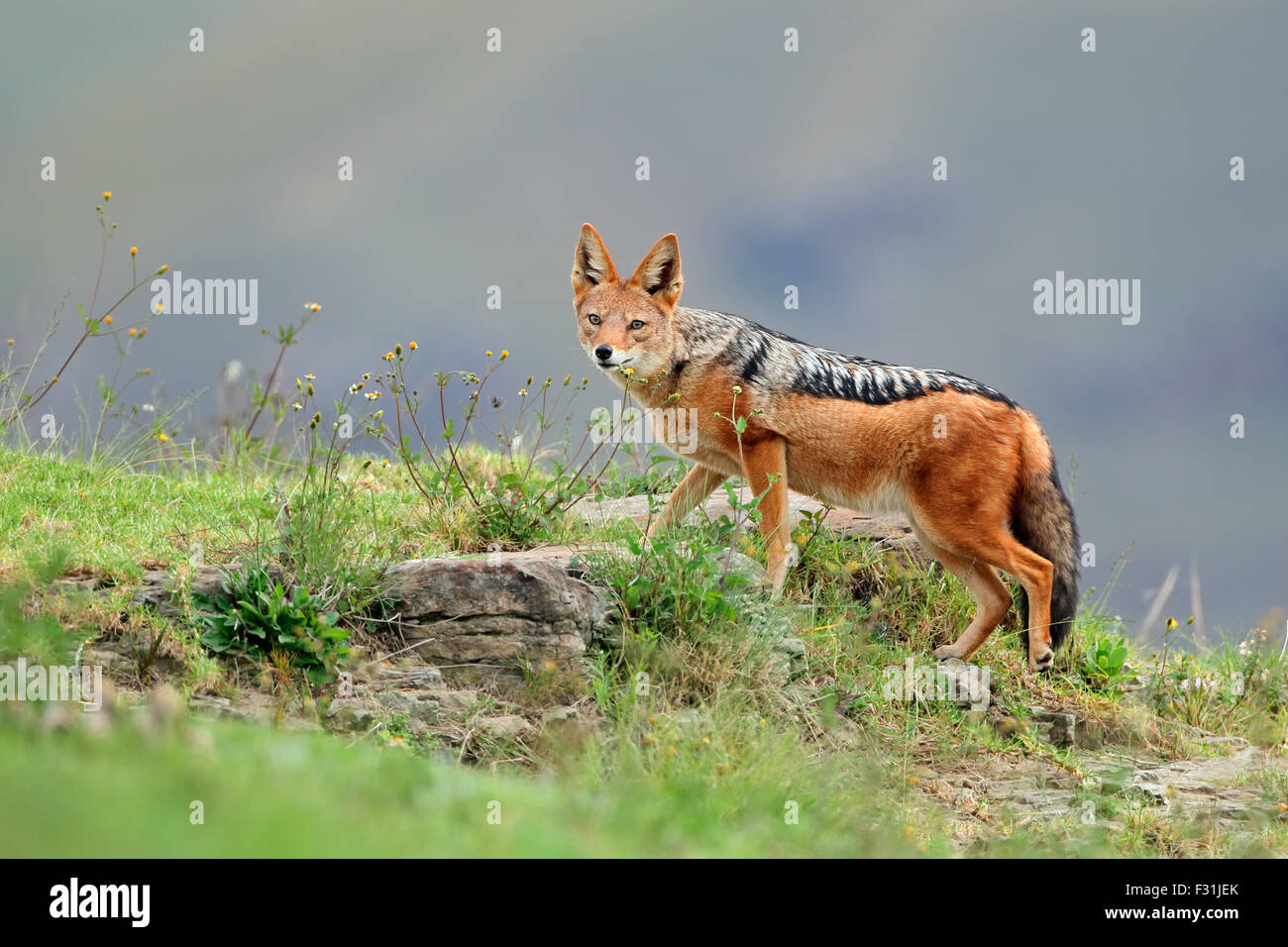 Nero-backed Jackal (Canis mesomelas) in habitat naturale, Sud Africa Foto Stock