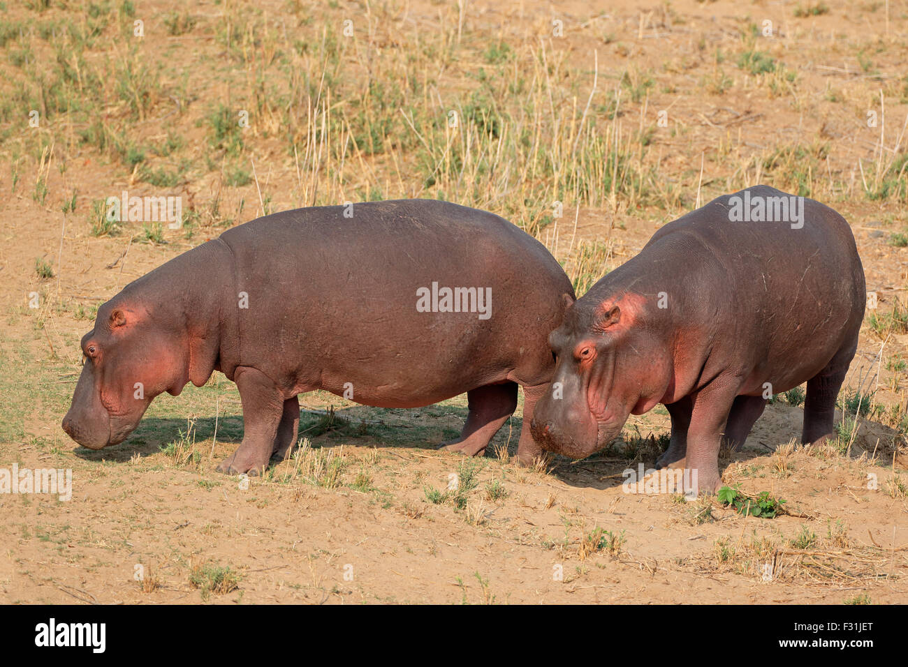 Due hippos (Hippopotamus amphibius) sulla terra, Kruger National Park, Sud Africa Foto Stock