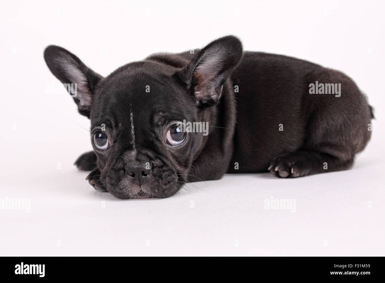 Tazza Frenchie Bulldog Set Tazza E Sottobicchiere Frenchie Bulldog