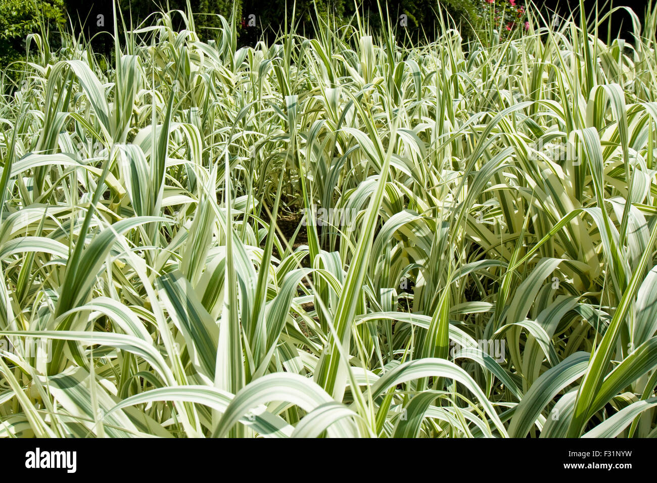Pettine gigante erba, nome latino Arundo donax variegata Foto stock - Alamy