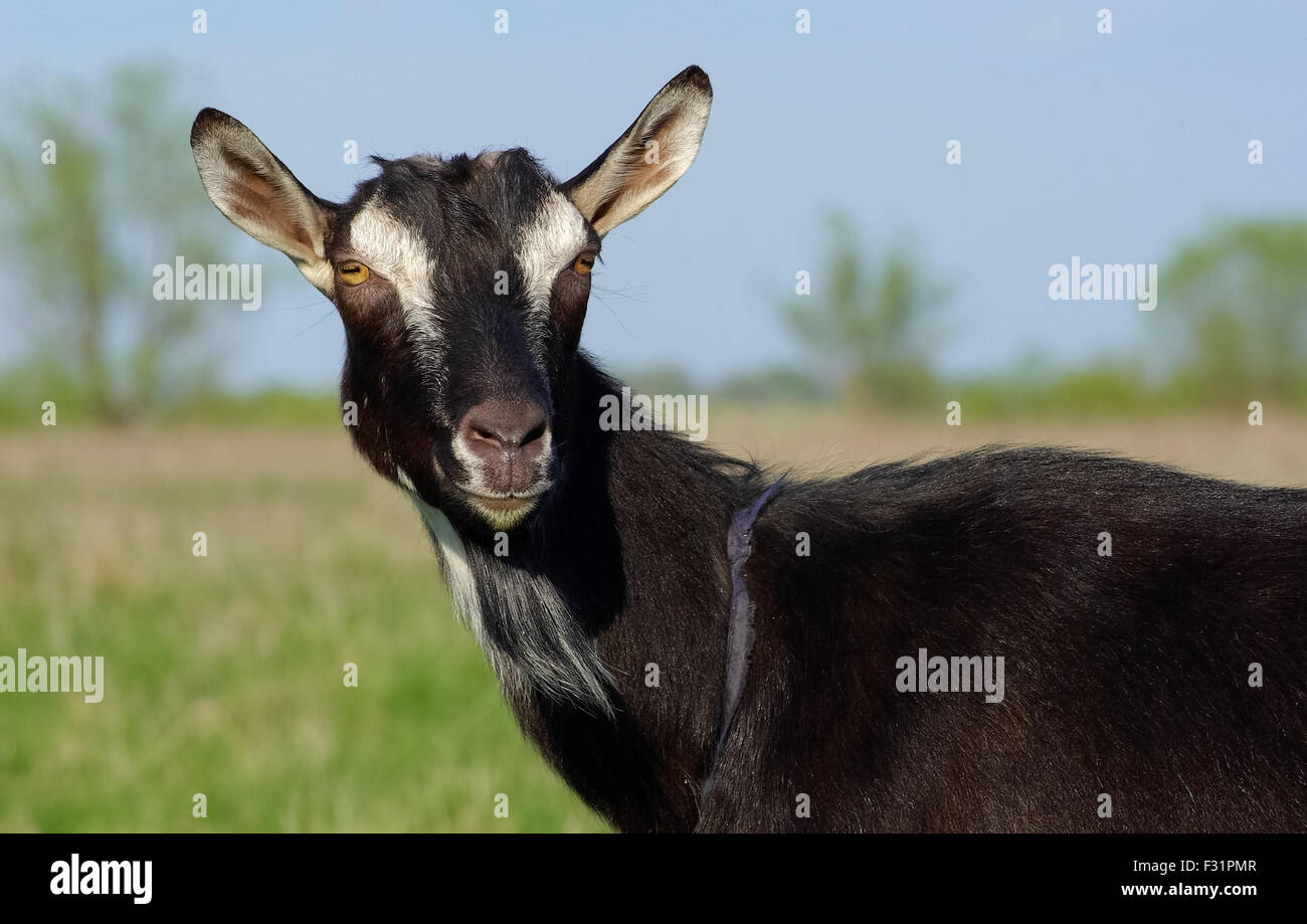 Close-up verticale di una capra nero senza corna. Animale della fattoria. Foto Stock