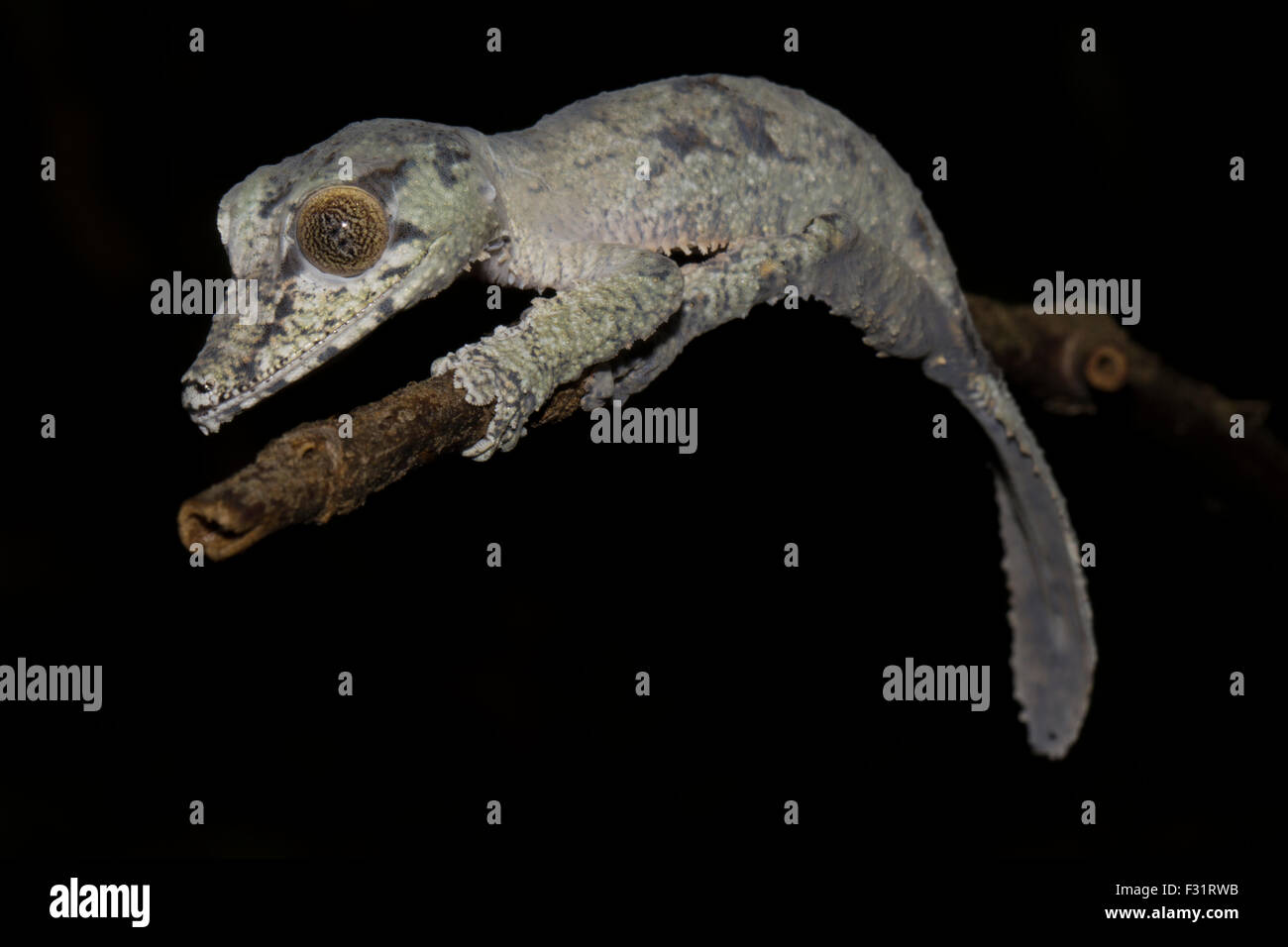 Foglia-tailed gecko (Uroplatus giganteus), giovani, foresta pluviale Marojejy National Park, Madagascar Foto Stock