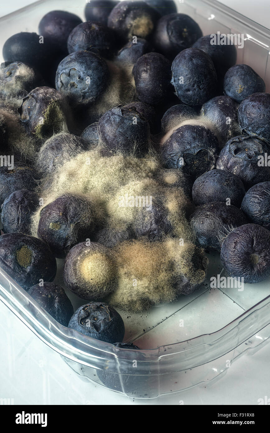La muffa grigia (Botrytis cinerea) su mirtilli (Vaccinium) Foto Stock