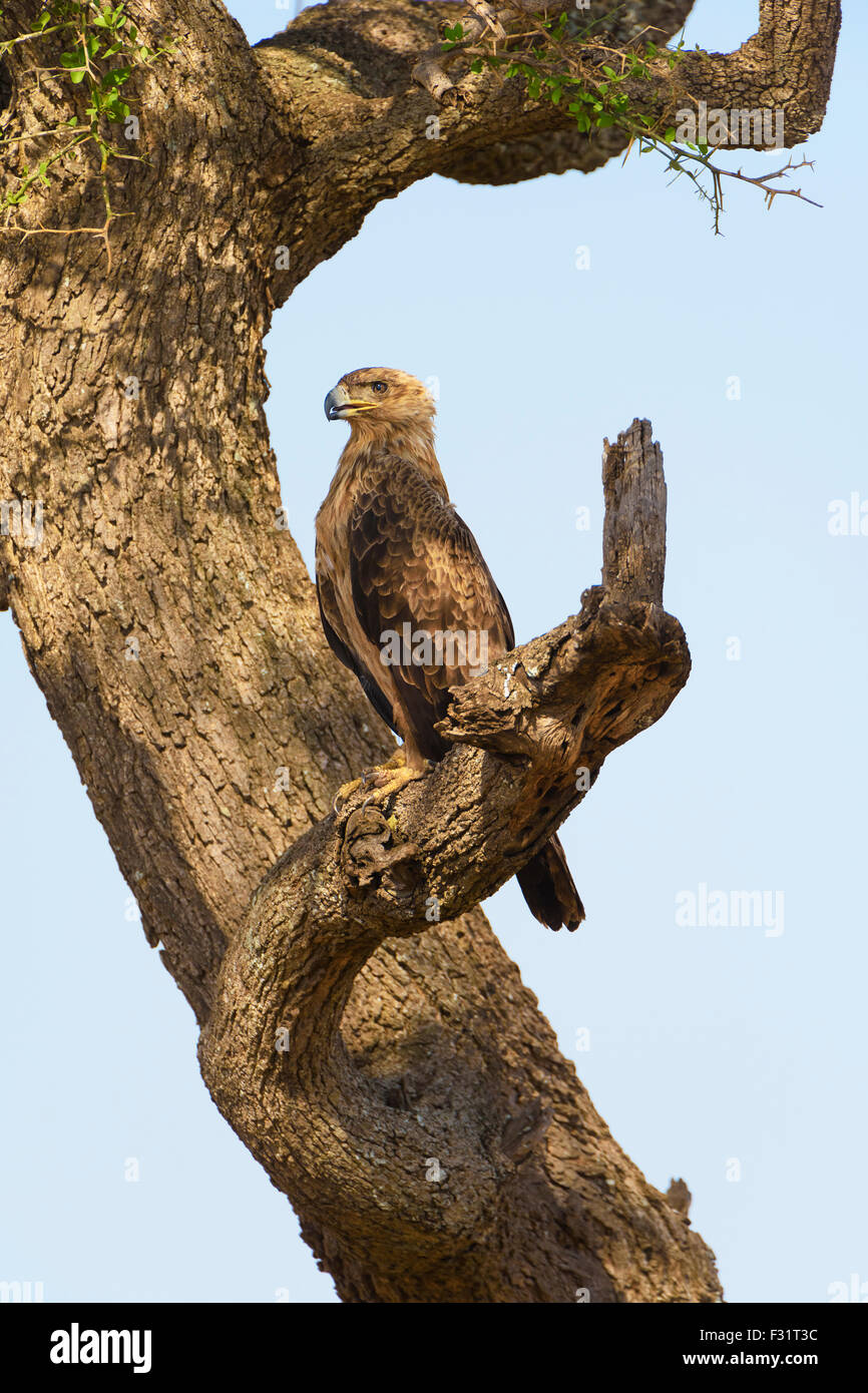 Bruno eagle (Aquila Rapax), seduto su un albero, il Masai Mara riserva nazionale, Narok County, Kenya Foto Stock