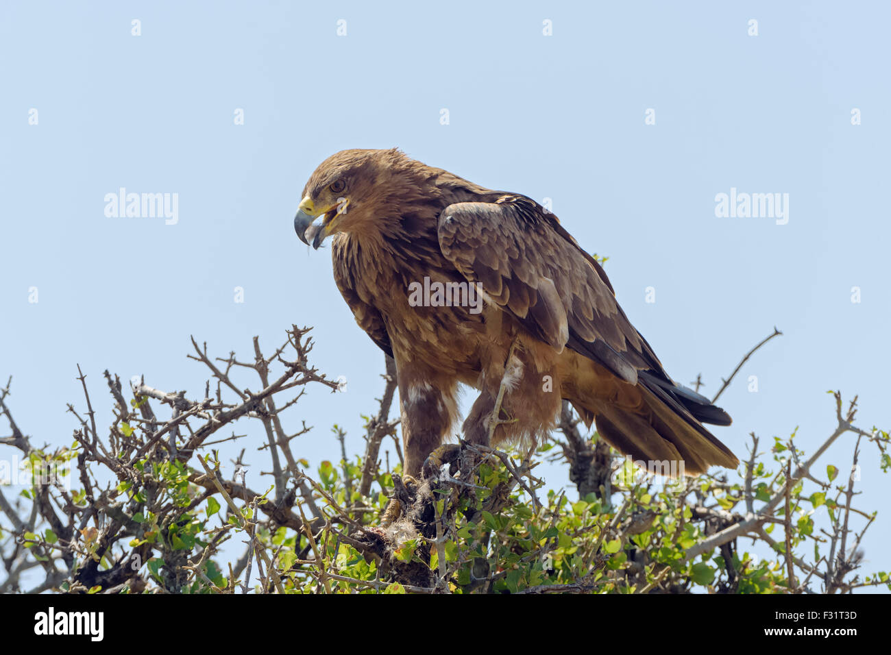 Bruno eagle (Aquila Rapax), con la preda, il Masai Mara riserva nazionale, Narok County, Kenya Foto Stock