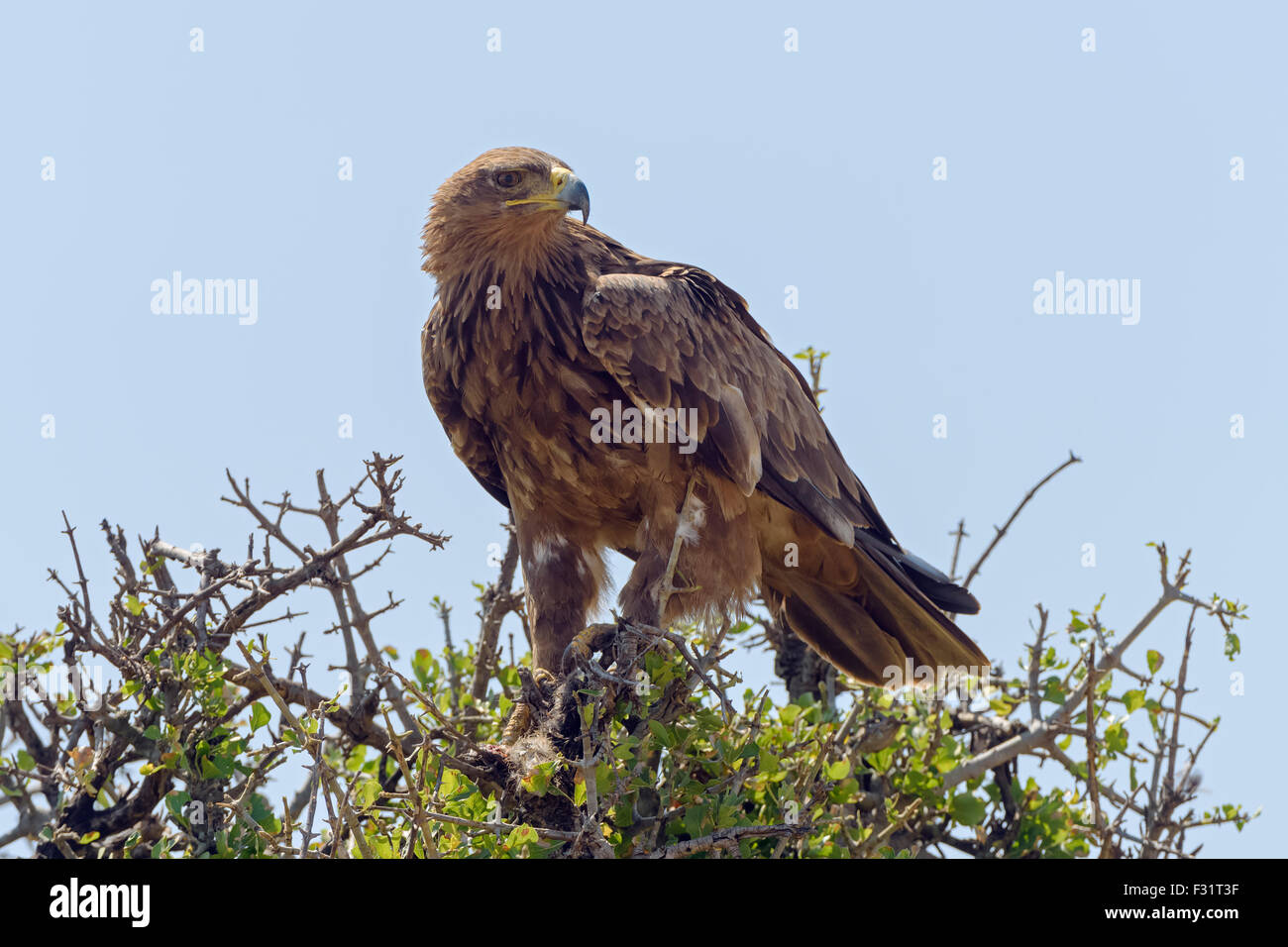 Bruno eagle (Aquila Rapax), con la preda, il Masai Mara riserva nazionale, Narok County, Kenya Foto Stock