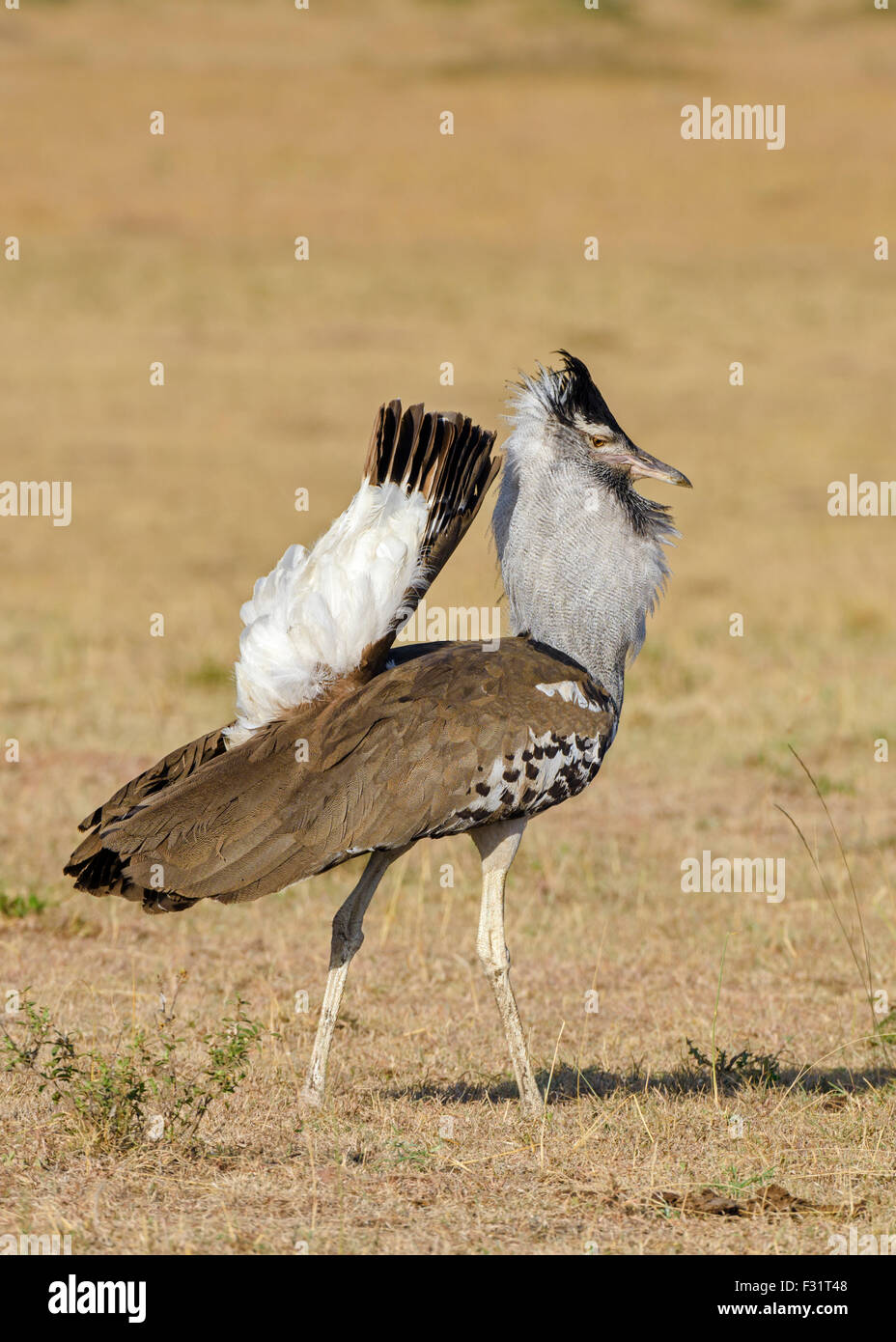 Kori bustard (Ardeotis kori), che mostra off, il Masai Mara riserva nazionale, Narok County, Kenya Foto Stock