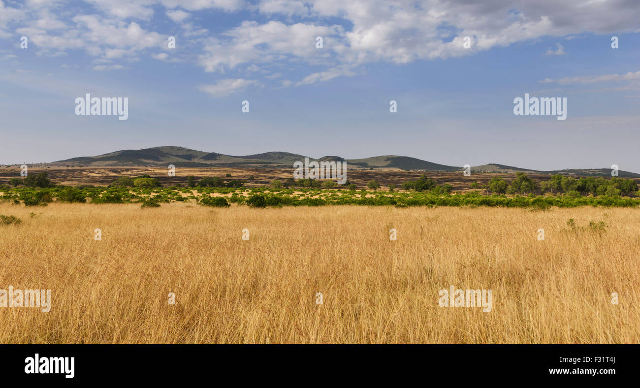 Vasto paesaggio nel Masai Mara presso il fiume di sabbia con una vista della savana settentrionale del Serengeti, Cuneo Llamai Foto Stock