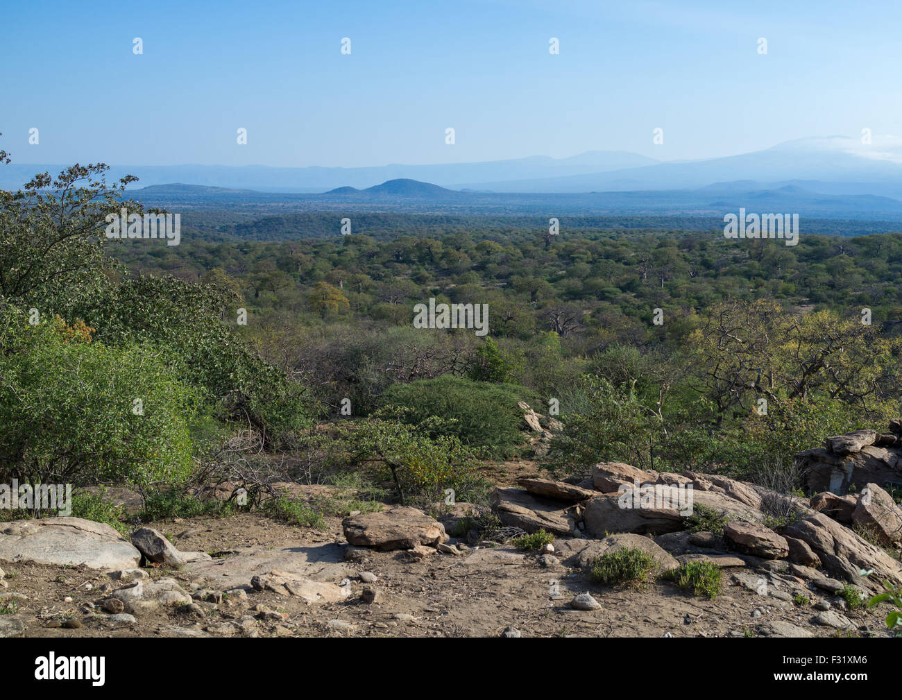 Tanzania, Serengeti altopiano, Lago Eyasi, tribù hadzabe forest Foto Stock