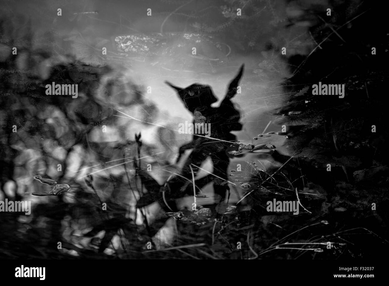 Fairy reflection in bianco e nero Foto Stock