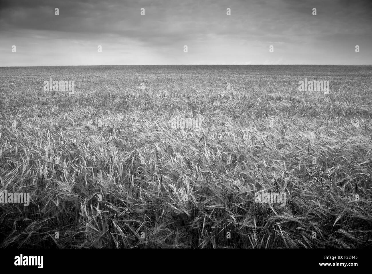 Campo di grano, in bianco e nero Foto Stock
