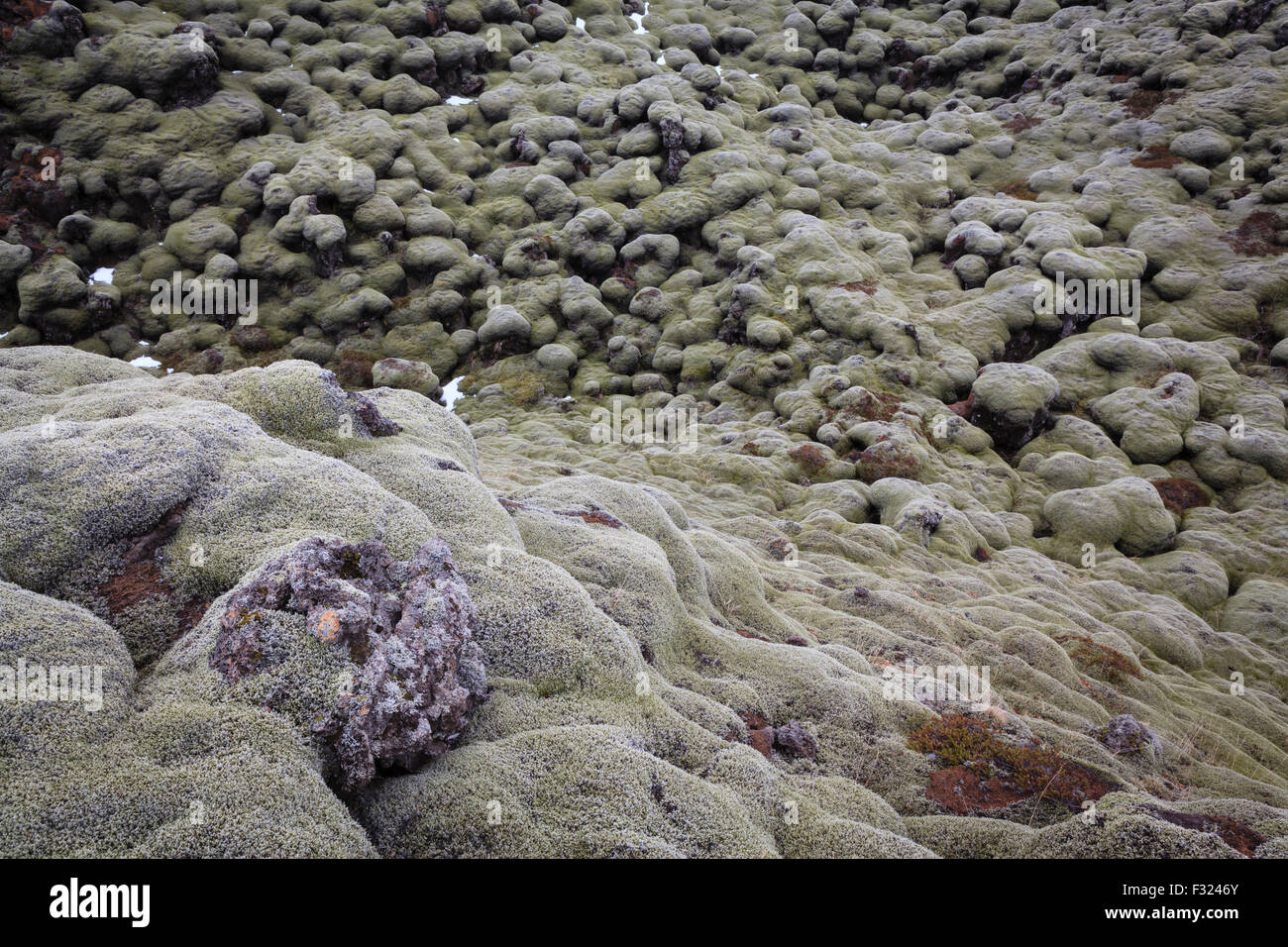 Campo di lava coperta di verde muschio. A sud dell'Islanda. Foto Stock
