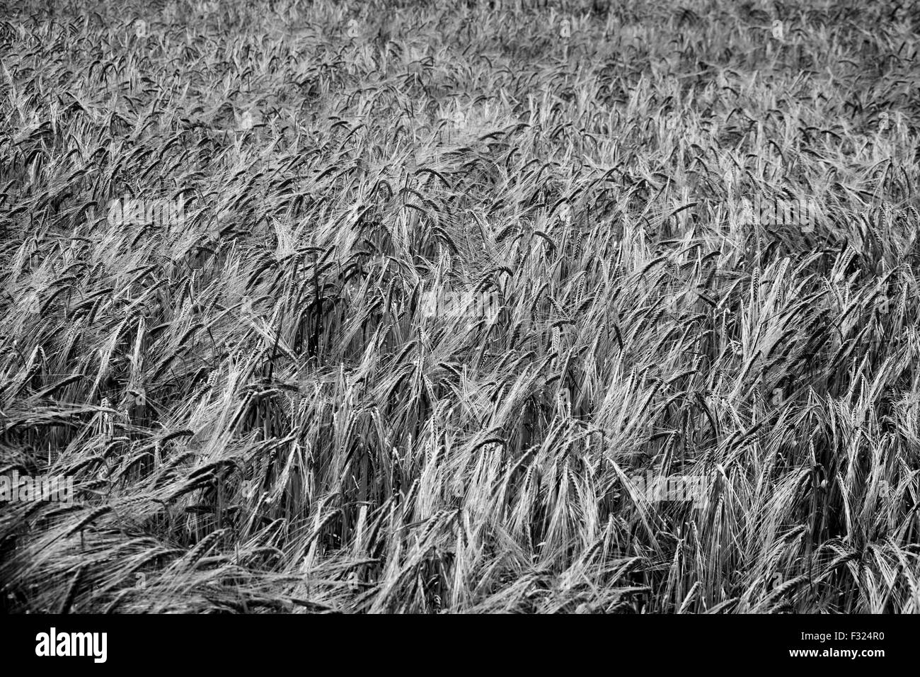 Campo di grano, in bianco e nero Foto Stock