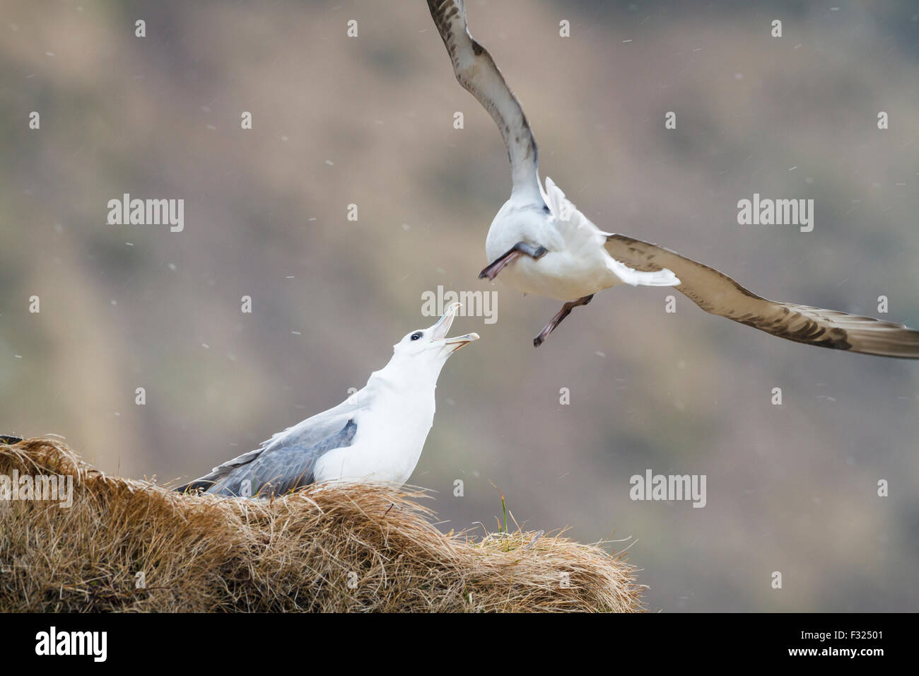 Due Fulmar settentrionale (Fulmarus glacialis) una chiamata agli altri nella disputa territoriale. A sud dell'Islanda. Foto Stock