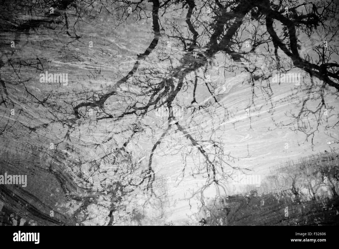Riflessioni di albero in acqua inquinata, in bianco e nero Foto Stock