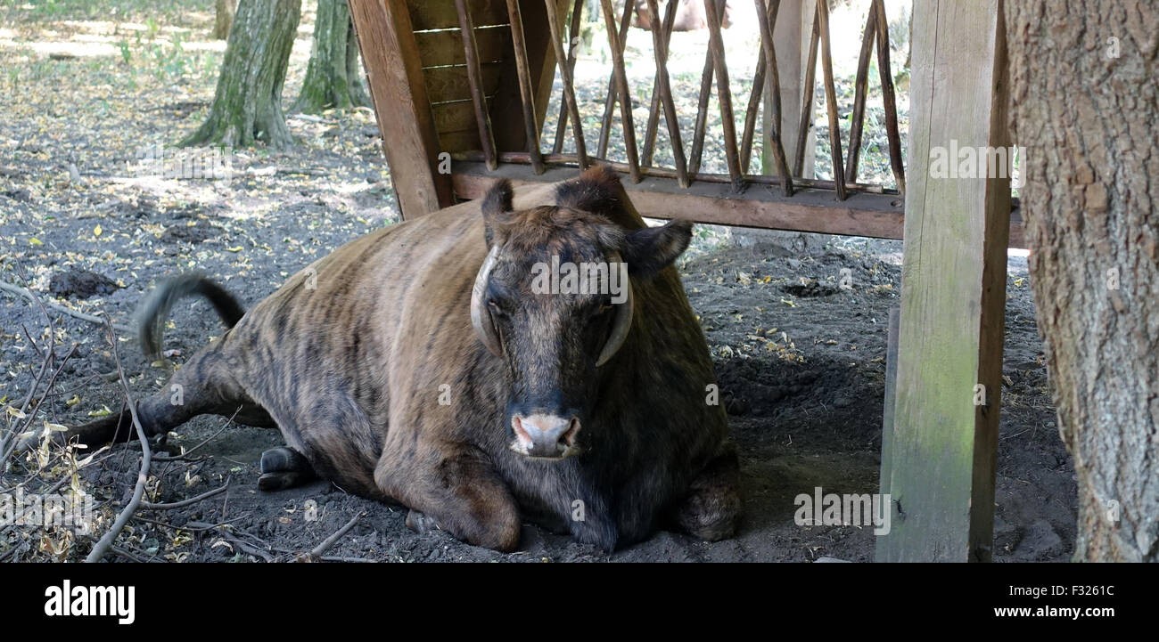 Zubron nella foresta di Bialowieza, Bialowieza National Park, Polonia, Europa Foto Stock