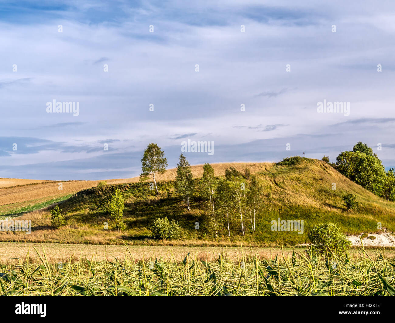 Paesaggio di campagna con alberi di betulla crescente sul dosso Foto Stock