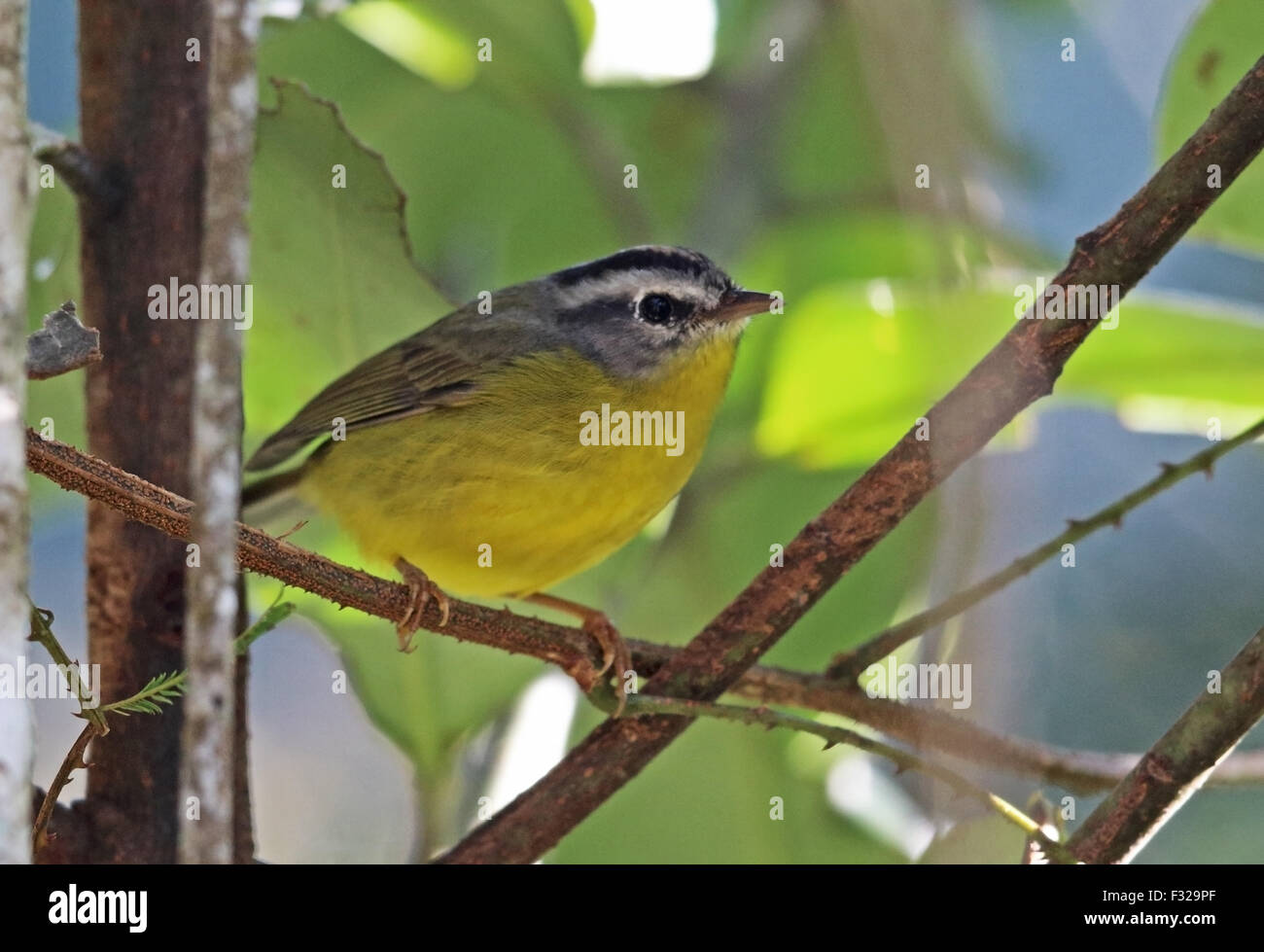 Golden-incoronato trillo (griseiceps culicivorus azarae) adulto, appollaiato su ramoscello, foresta pluviale Atlantica, Brasile, Giugno Foto Stock