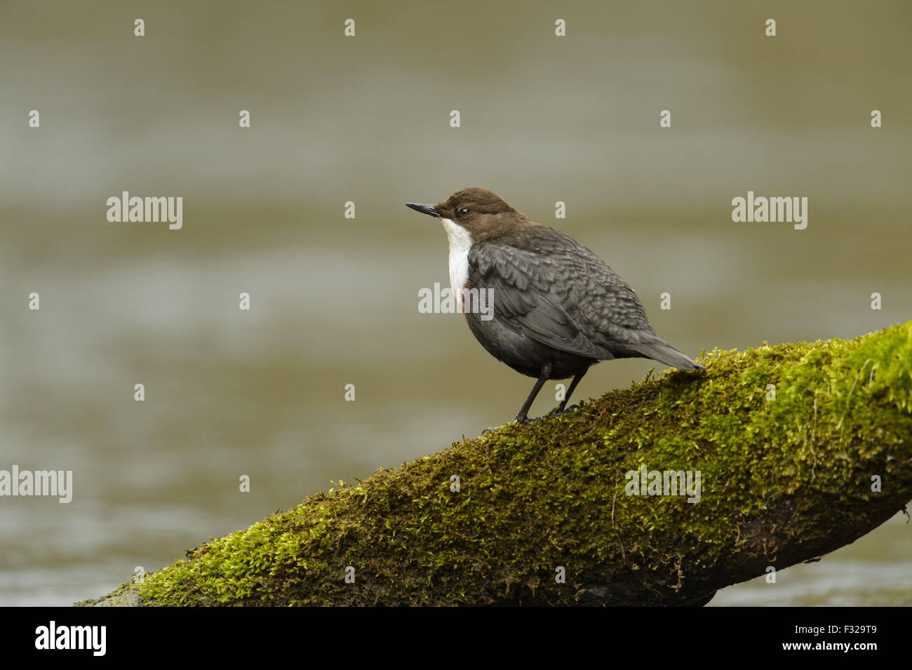 Bianco-throated bilanciere (Cinclus cinclus gularis) adulto, in piedi sul registro di muschio su fiume, il fiume Lathkill, Peak District N.P., Derbyshire, Inghilterra, Marzo Foto Stock