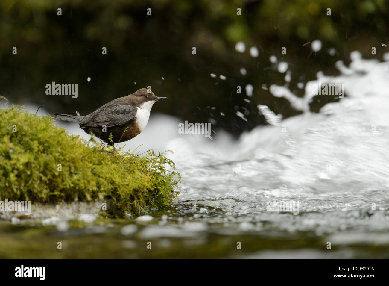 Bianco-throated bilanciere (Cinclus cinclus gularis) adulto, in piedi sulla pietra di muschio in veloce-fluente river, Fiume Lathkill, Peak District N.P., Derbyshire, Inghilterra, Marzo Foto Stock