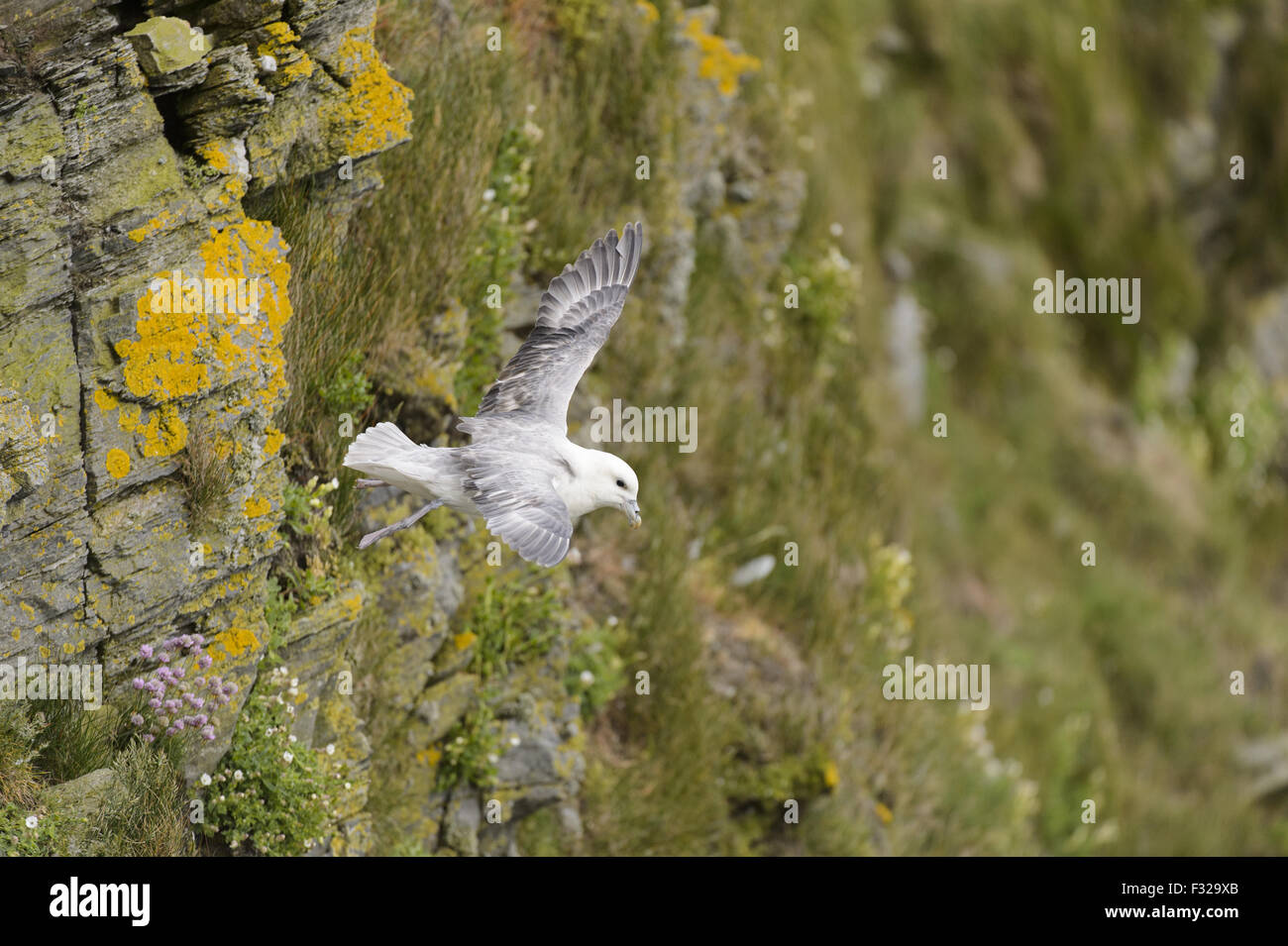 Northern Fulmar (Fulmarus glacialis) adulto, in volo su cliff, Hermaness Riserva Naturale Nazionale, Unst, Isole Shetland Scozia, Luglio Foto Stock