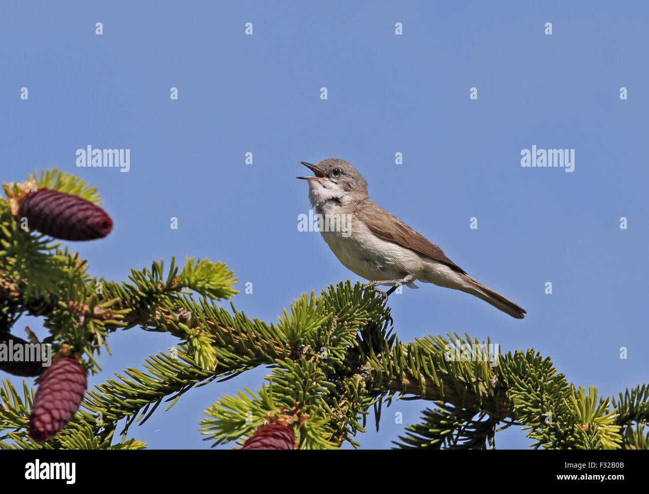 Lesser Whitethroat (Sylvia curruca curruca) maschio adulto, cantando, arroccato in abete, Sorve Penisola, isola di Saaremaa, Saare County, Estonia, Giugno Foto Stock