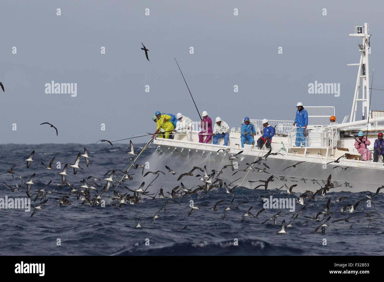 Striature Shearwater (Calonectris leucomelas) gregge, attratta alla pesca al tonno attività, Izu Islands, Honshu, Giappone, Aprile Foto Stock