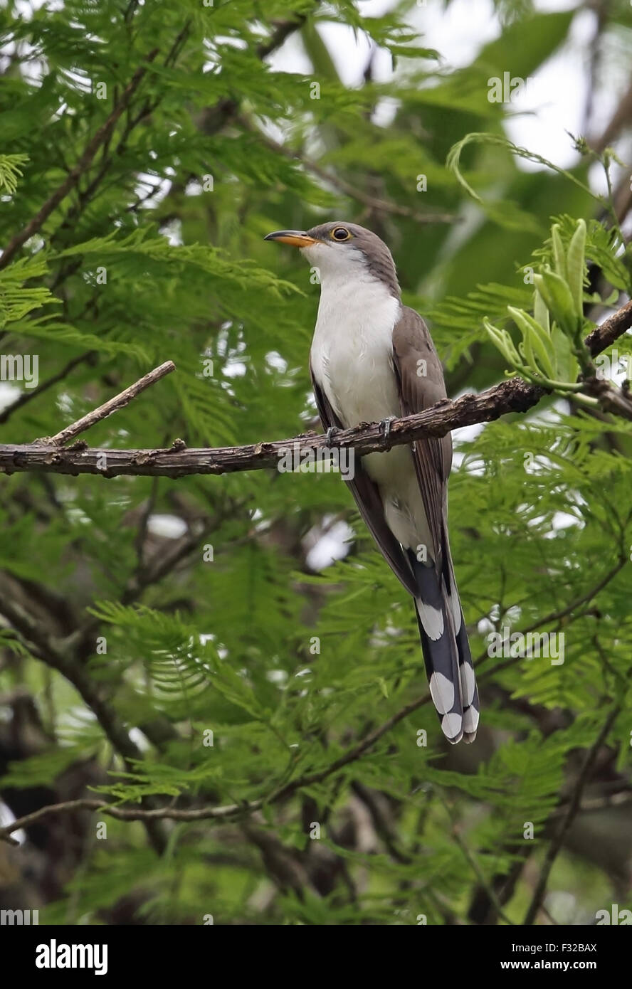 Giallo-fatturati cuculo (Coccyzus americanus) adulto, appollaiato sul ramo, Darien, Panama, Aprile Foto Stock