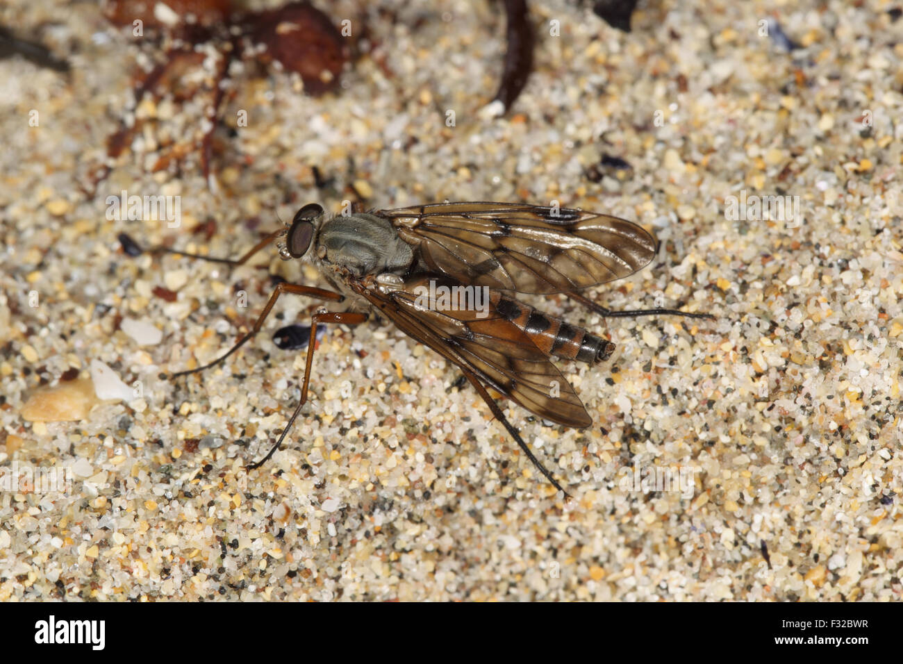 Downlooker Snipefly (Rhagio scolopaceus) adulto, in appoggio sulla spiaggia, Isola di coll, Ebridi Interne, Scozia, Giugno Foto Stock