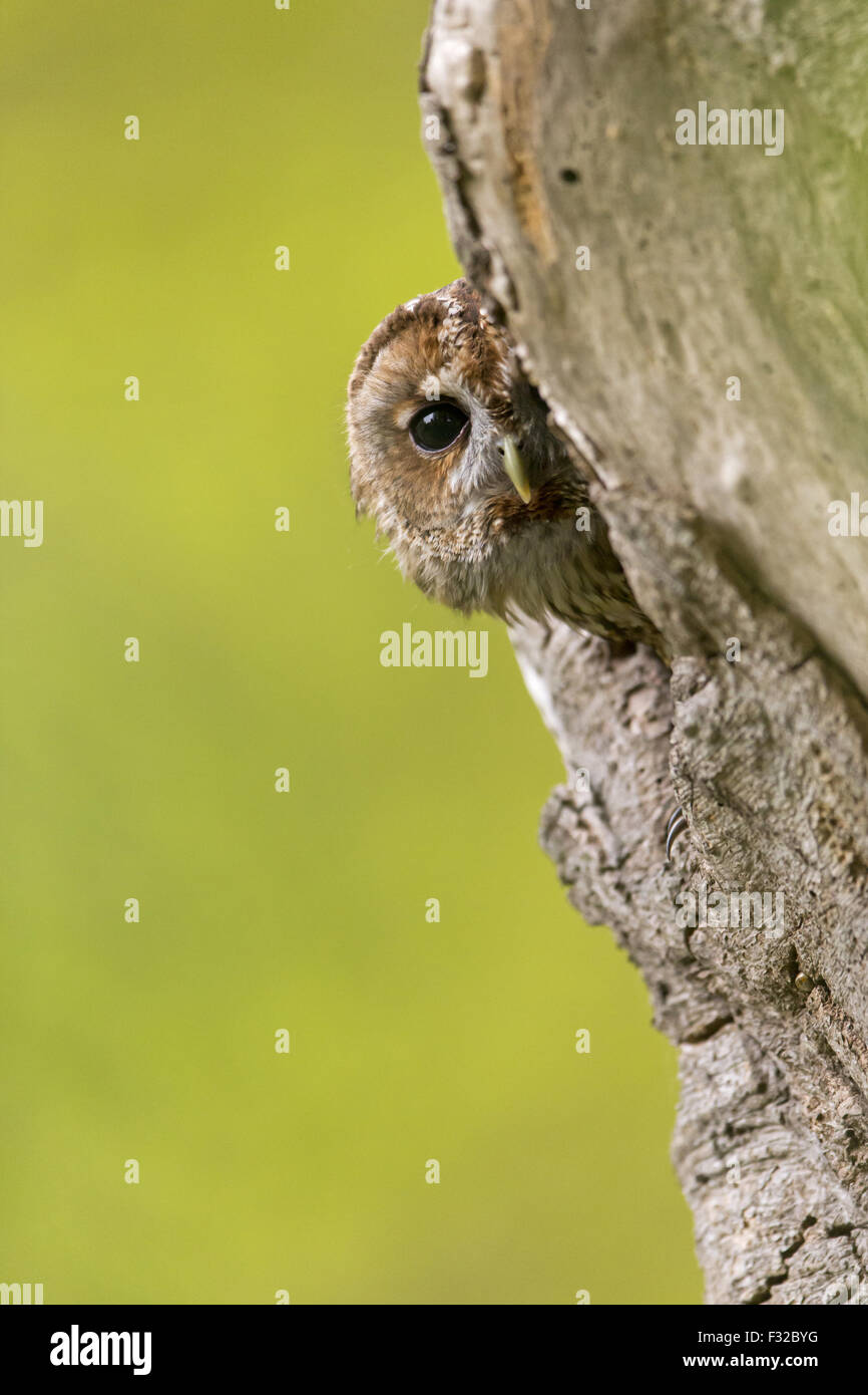 Allocco (Strix aluco) adulto, il peering fuori dalla struttura ad albero cavo, Suffolk, Inghilterra, può (prigioniero) Foto Stock