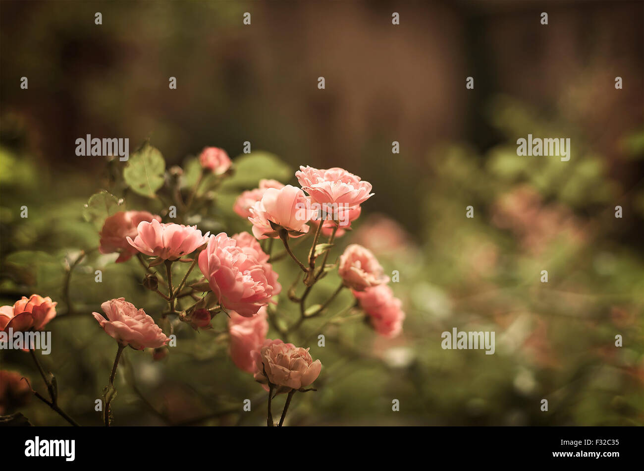 Immagine di rose delicate nella luce della sera. Profondità di campo. Foto Stock