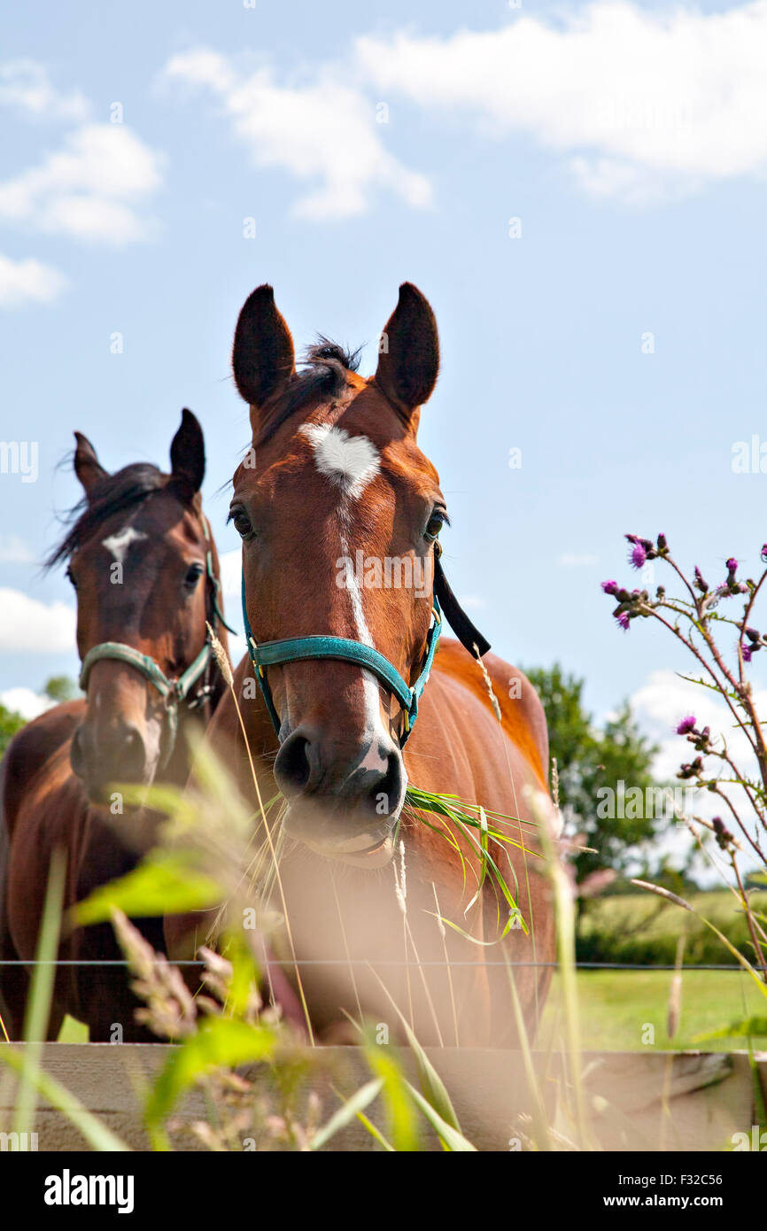 Immagine di due cavalli munching erba nel loro penna. Foto Stock