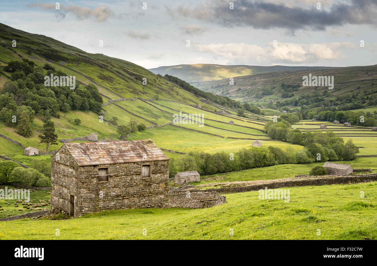 Vista di fienili in pietra, campi e stalattite pareti da sopra Thwaite, Swaledale, Yorkshire Dales N.P., North Yorkshire, Inghilterra, Giugno Foto Stock