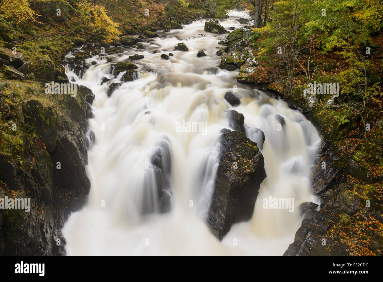 Vista della cascata sul fiume nel bosco di latifoglie, Nero Linn cade, River Braan, Craigvinean foresta, Perth and Kinross, Scozia, Ottobre Foto Stock