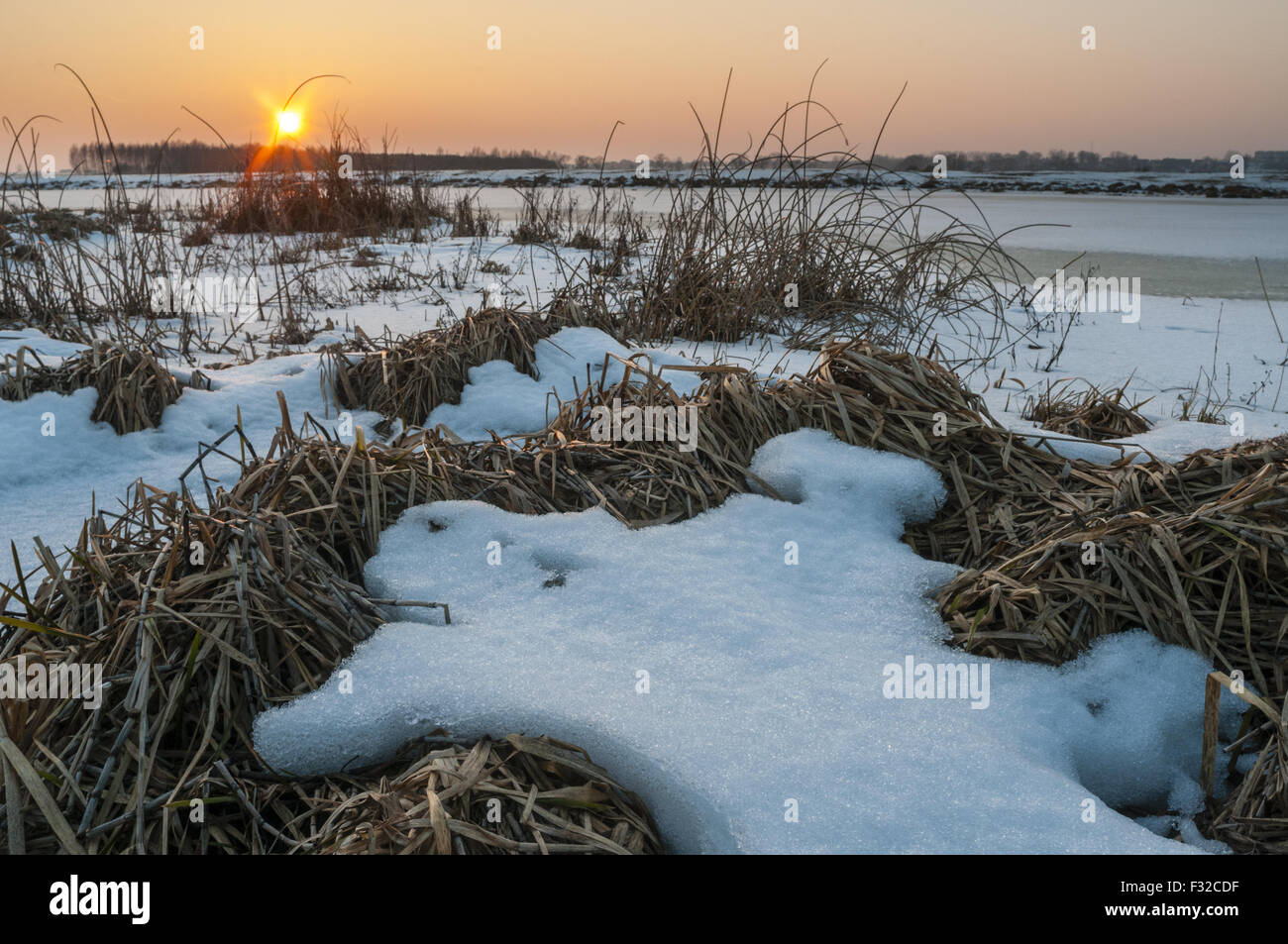 Coperta di neve di erba a bordo del fiume congelato habitat al tramonto, Biebrza N.P., Voivodato Podlaskie, Polonia, Febbraio Foto Stock