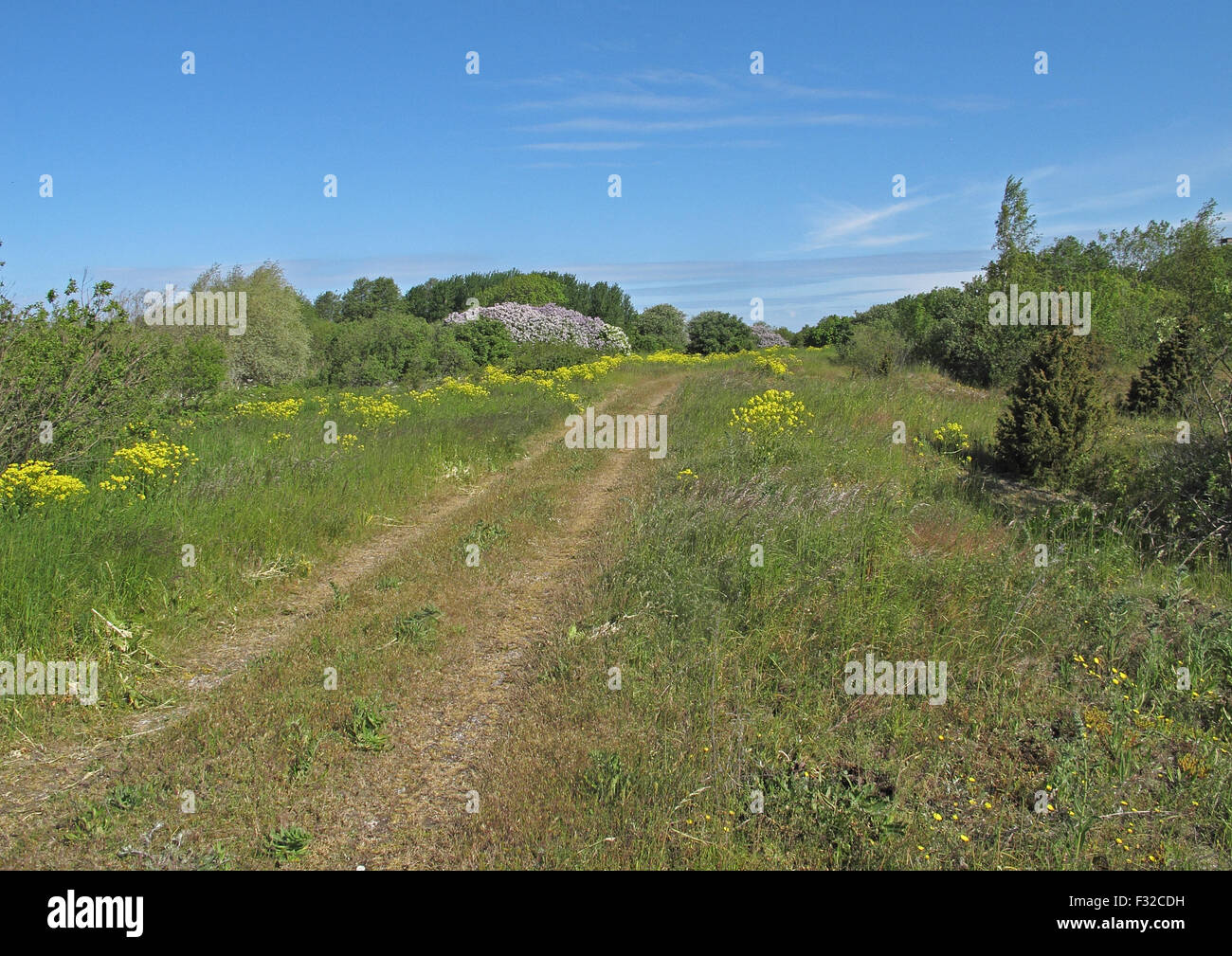Via sulla penisola costiera, Sorve Penisola, isola di Saaremaa, Saare County, Estonia, Giugno Foto Stock