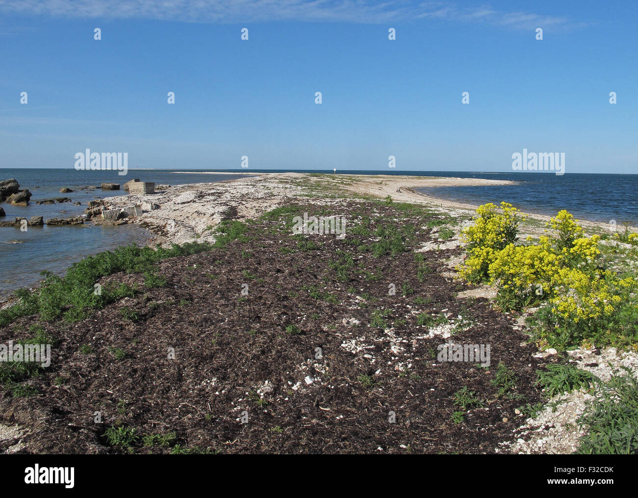 Vista lungo la penisola costiera, Sorve Penisola, isola di Saaremaa, Saare County, Estonia, Giugno Foto Stock