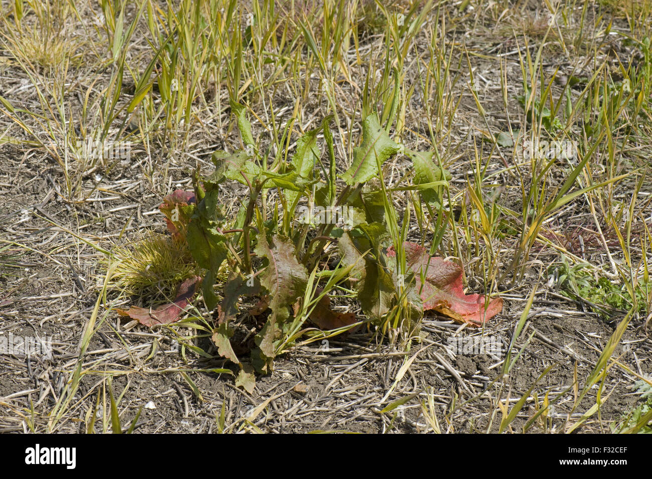 Campo di maggese volontario con il grano e il dock, Rumex, trattato con glifosato prima di iniziare la coltivazione, Berkshire, Inghilterra, può Foto Stock