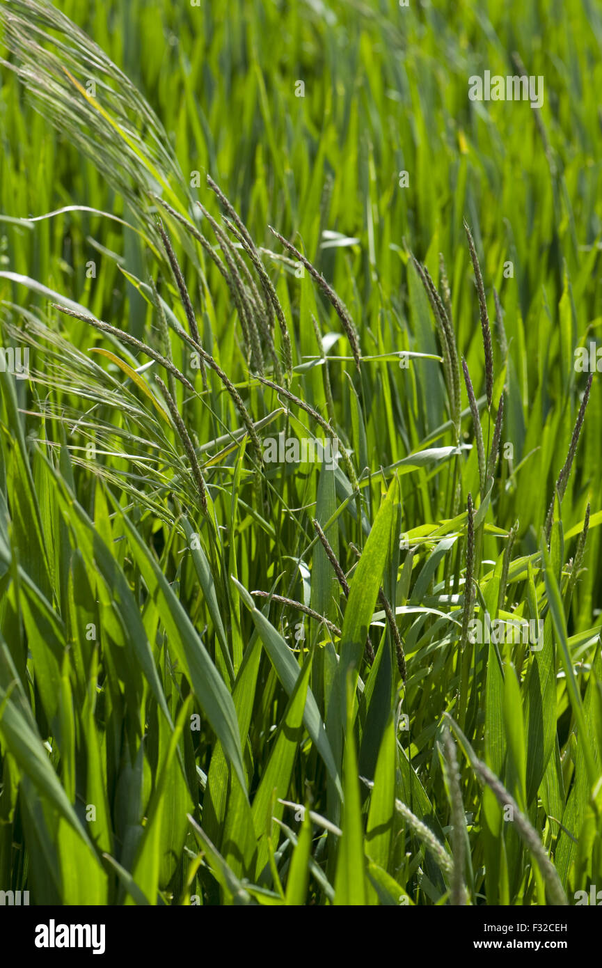 Sterile brome, Bromus sterilis e blackgrass, Alopecurus mvosuroides, voce fuori in una coltivazione di grano, Berkshire, Inghilterra, Giugno Foto Stock