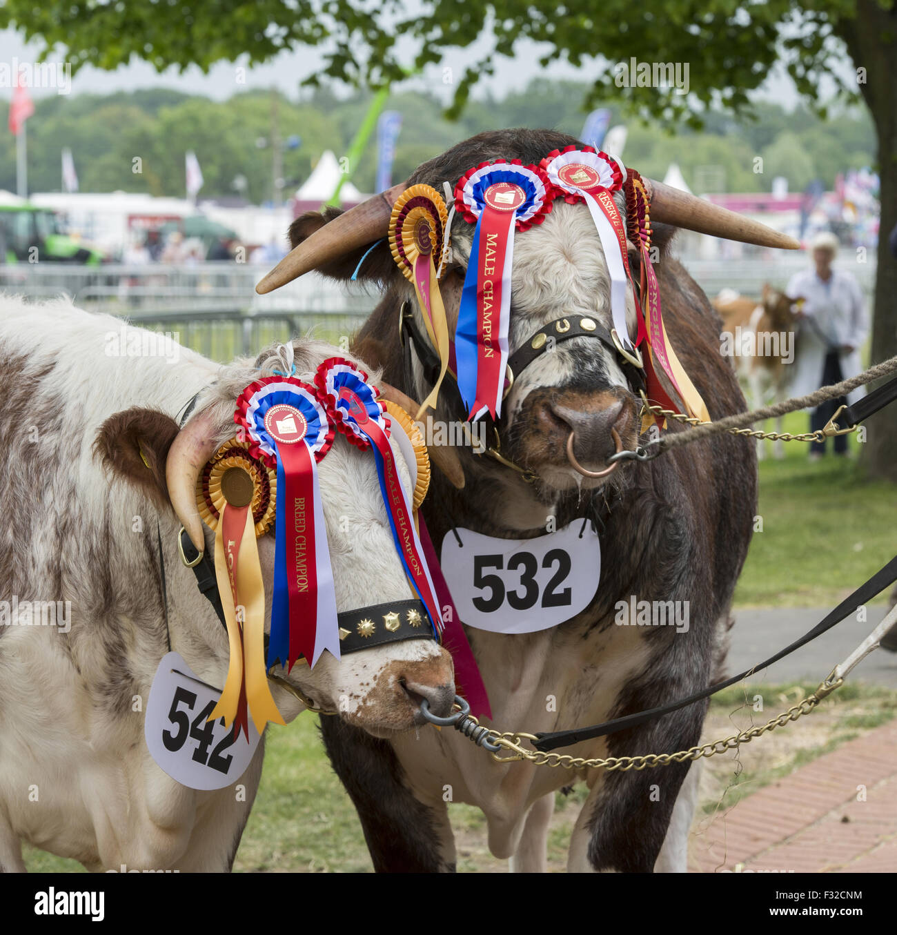 Bovini domestici, Longhorn bull e di mucca, campioni con rosette, tre contee Show, Malvern, Worcestershire, Inghilterra, Giugno Foto Stock