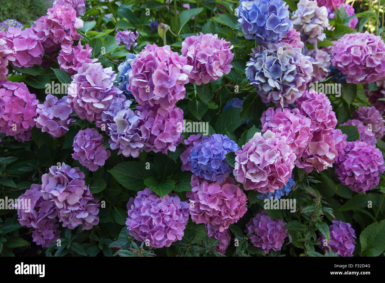 Hydrangea macrophylla (hortensia) cresce in Massachusetts. Foto Stock