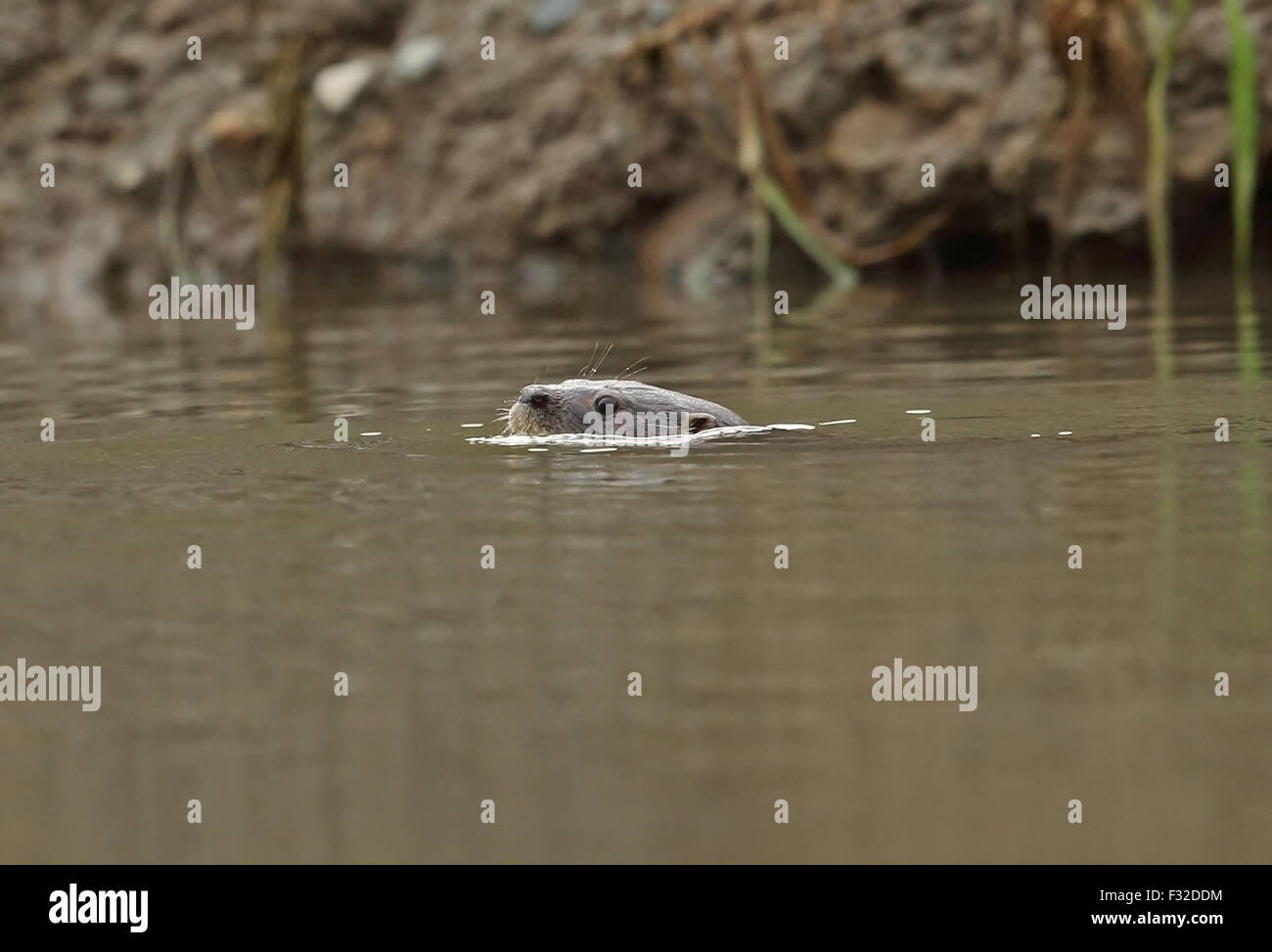 Neotropical (Lontra longicaudis lutra annectens) adulto, nuoto alla superficie del fiume Fiume Chucunaque, Darien, Panama, Aprile Foto Stock