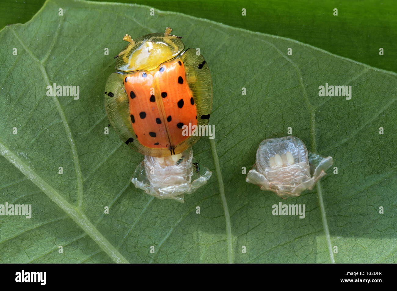 Arancione Scarabeo tartaruga (Aspidimorpha westwoodii) adulto, la deposizione delle uova in ootheca sulla foglia, Trivandrum, Thiruvananthapuram distretto, Kerala, India, Aprile Foto Stock