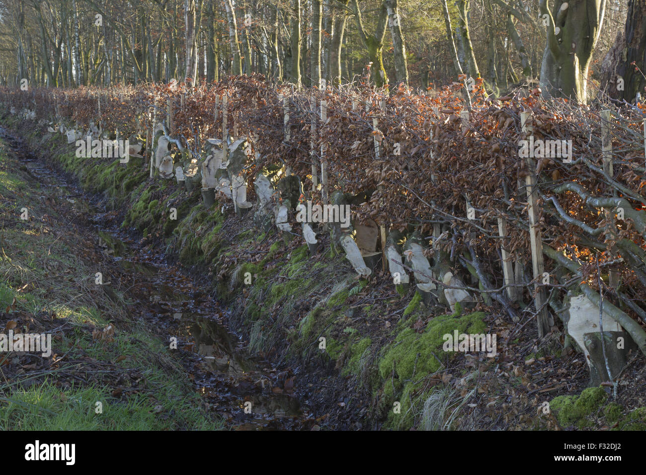 Comune di faggio (Fagus sylvatica) cui hedge con picchetti, Berwickshire, Scottish Borders, Scozia, Gennaio Foto Stock