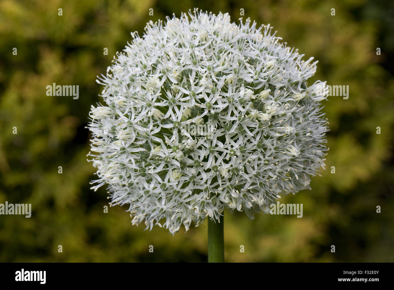 Allium ornamentali, Allium sp., "Everest' fioritura, lampada da giardino ornamentale, Berkshire, Inghilterra, Giugno Foto Stock