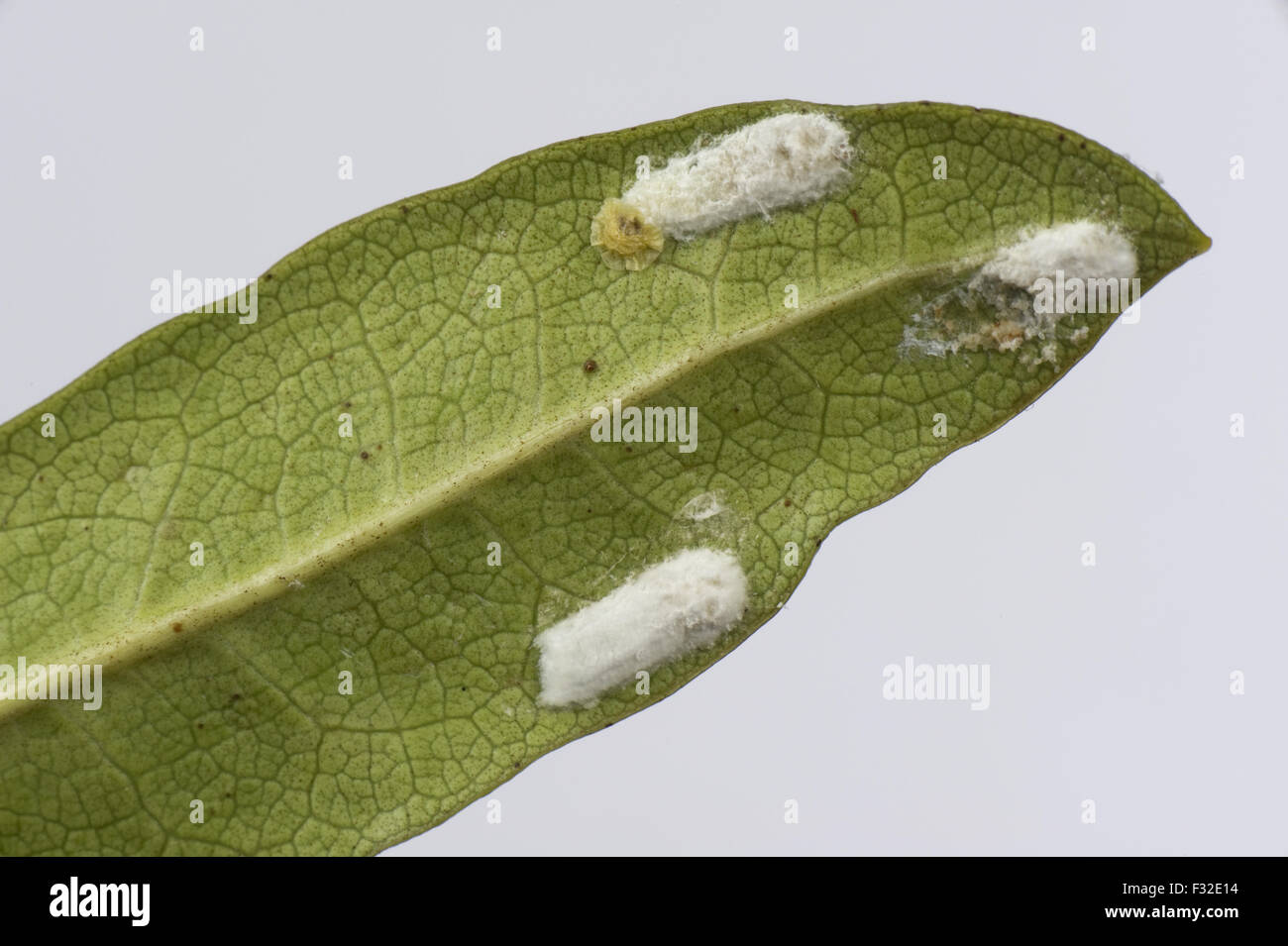 Cuscini scala di insetto, Pulvinaria floccifera, la deposizione delle uova sul lato inferiore del giardino ornamentale foglia rododendro, Berkshire, Inghilterra, Giugno Foto Stock